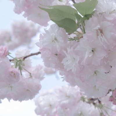 兴宾福瑞交流群